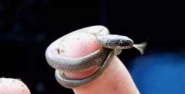 世界十大不寻常宠物,全球最稀有的宠物