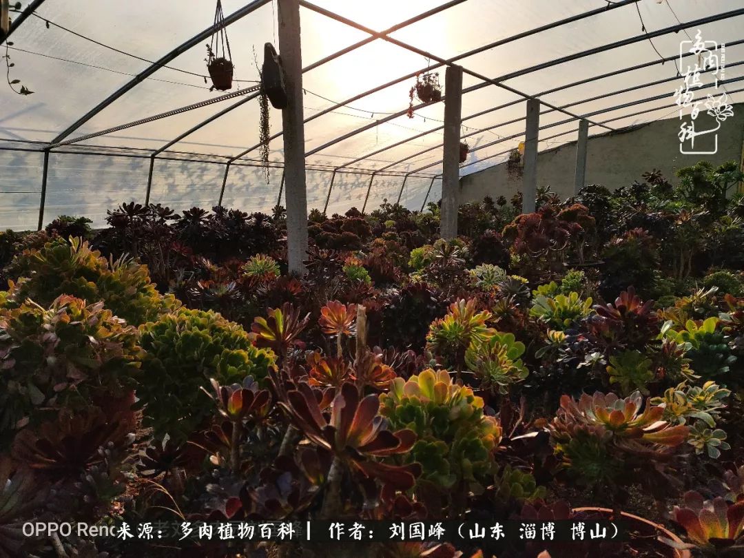 冬季室温20度以上多肉怎么养,贵的不一定就是好的便宜的