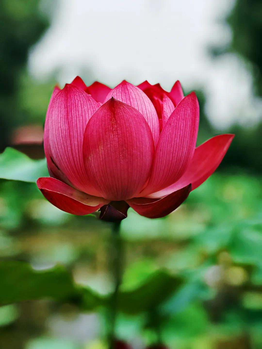 夏季最美荷花在哪里,山东最漂亮的荷花