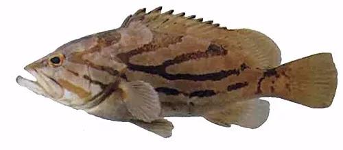 十种受欢迎的海鲜鱼类,最名贵的海鲜鱼类