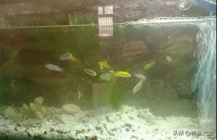 鱼缸痢特灵水黄怎么办,鱼缸水黄怎么解决视频
