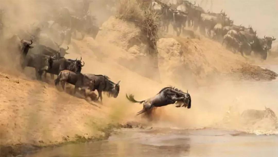 世间稀有的白色长颈鹿母子，在非洲被残忍猎杀，发现时只剩骨骼