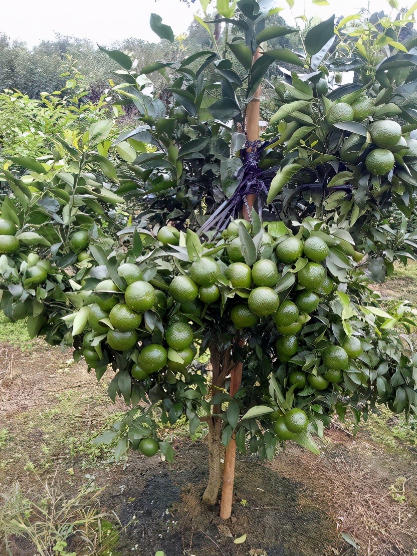 黑皮果锈壁虱,怎么分辨柑橘锈壁虱果和沙皮病果