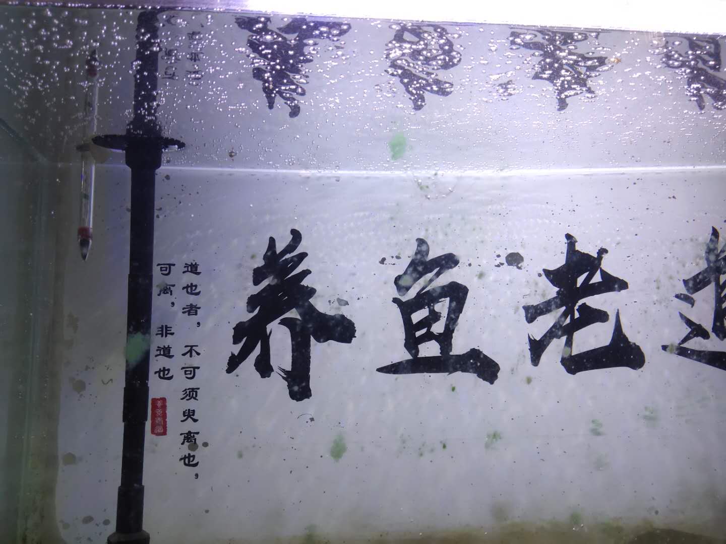 鱼缸里有气泡到底好不好,鱼缸里气泡多正常吗