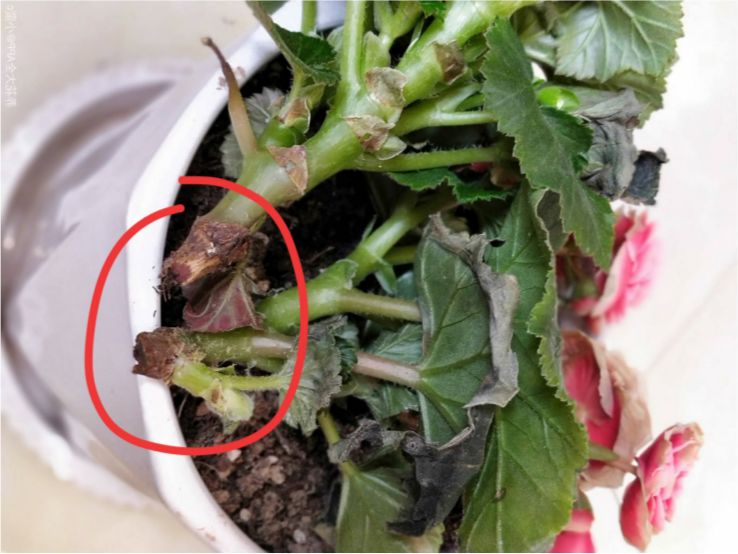 栀子花月季花叶子发黄有黑斑点,茉莉栀子花叶子发黄怎么办