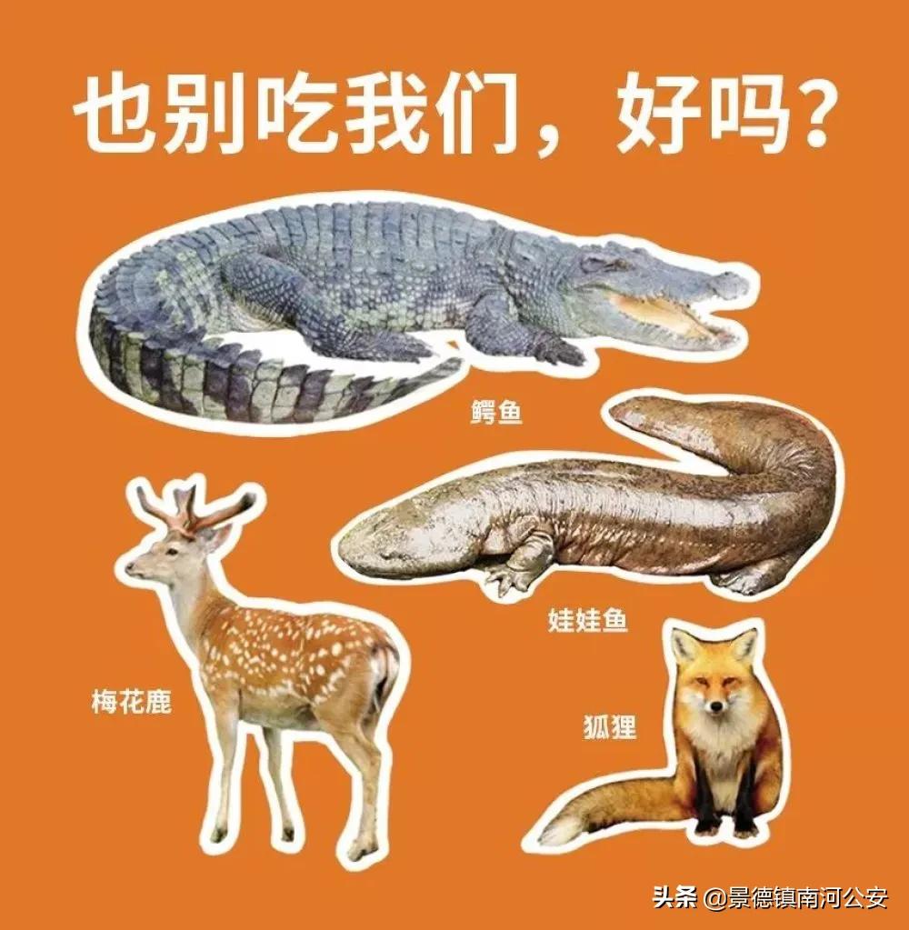 野味都有什么动物,哪些动物属于野味