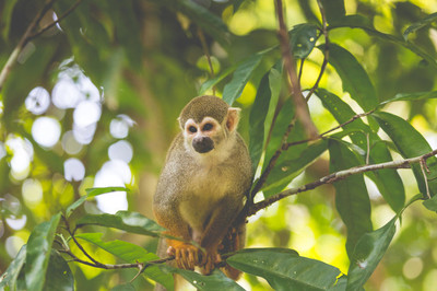 12生肖的婚配看一下,12生肖会幸福吗