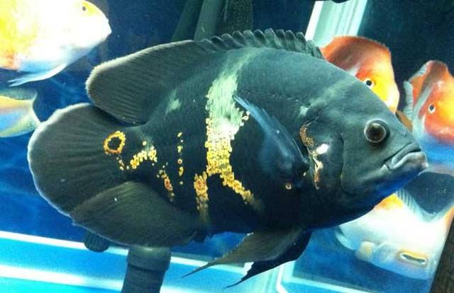 地图鱼突眼不爱游动拒食怎么治疗,地图鱼养死的办法