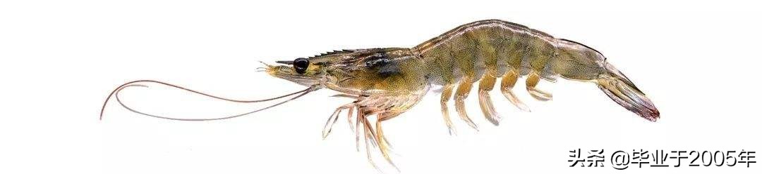 大连什么品种的虾好吃,大连哪里的虾最正宗