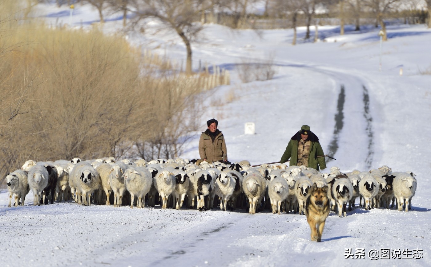 一口气看完塞罕坝全篇,参观塞罕坝有感1000字