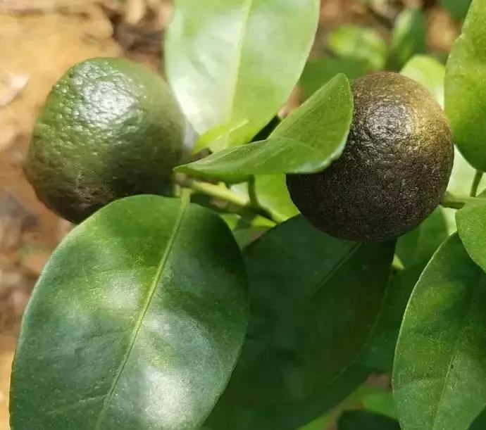 柑橘打锈壁虱最佳时间,柑橘锈壁虱怎么处理