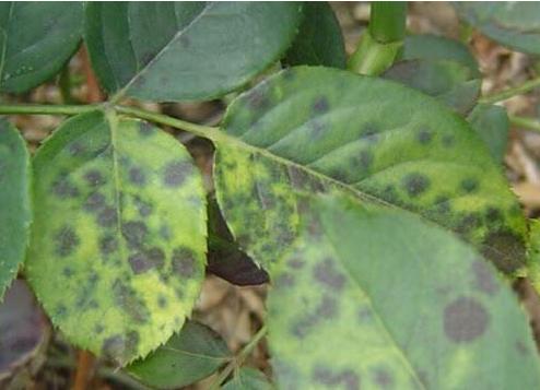 月季霜霉病与灰霉病,月季灰霉病怎么治