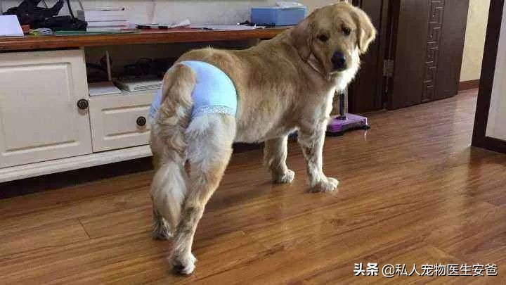 如何解决公犬发情,母宠物犬发情怎么缓解
