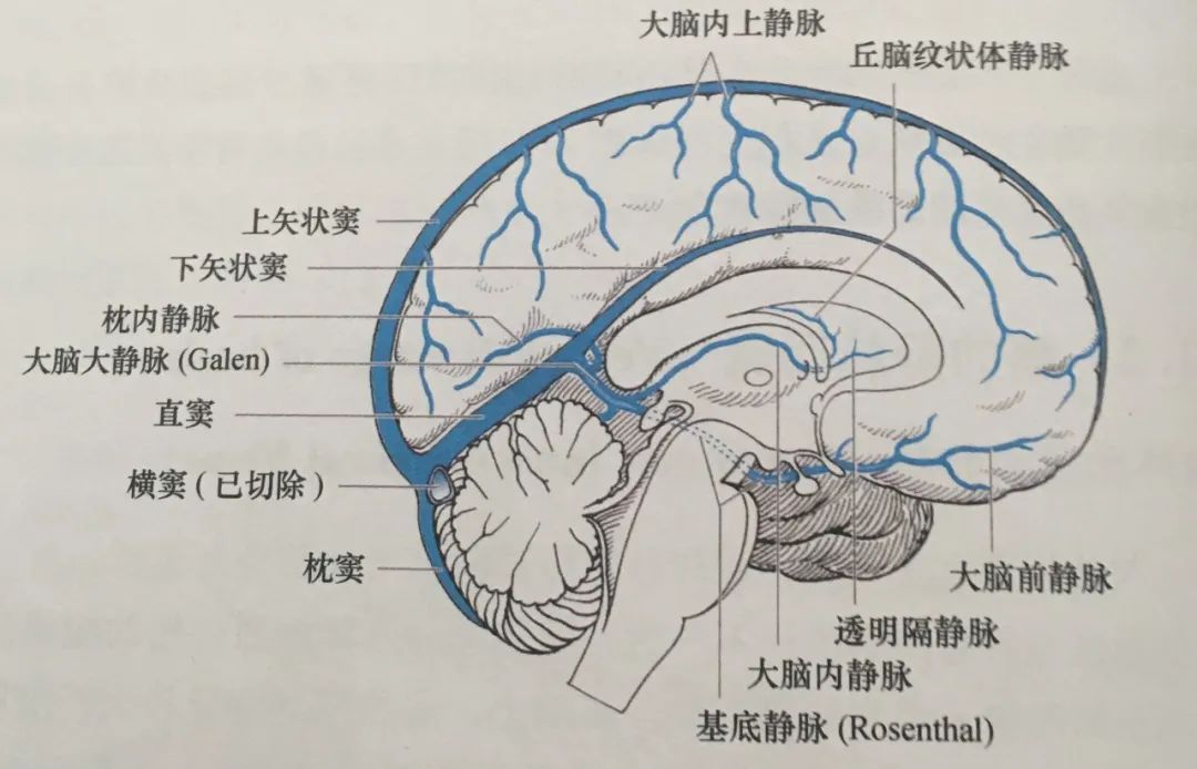 学习|颅脑静脉解剖及引流