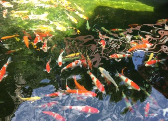 锦鲤要多大的缸养好,瓷缸里怎样养好锦鲤