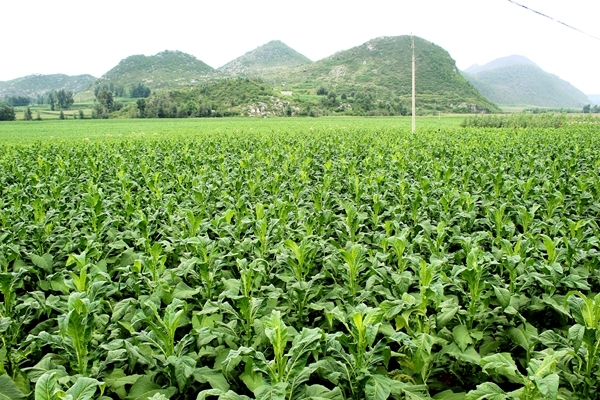 种下“绿叶子” 烤出“黄叶子” 换来“金票子”