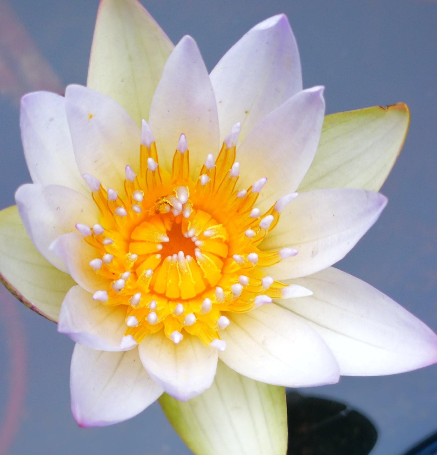 中午的荷花,绽放清晨的荷花