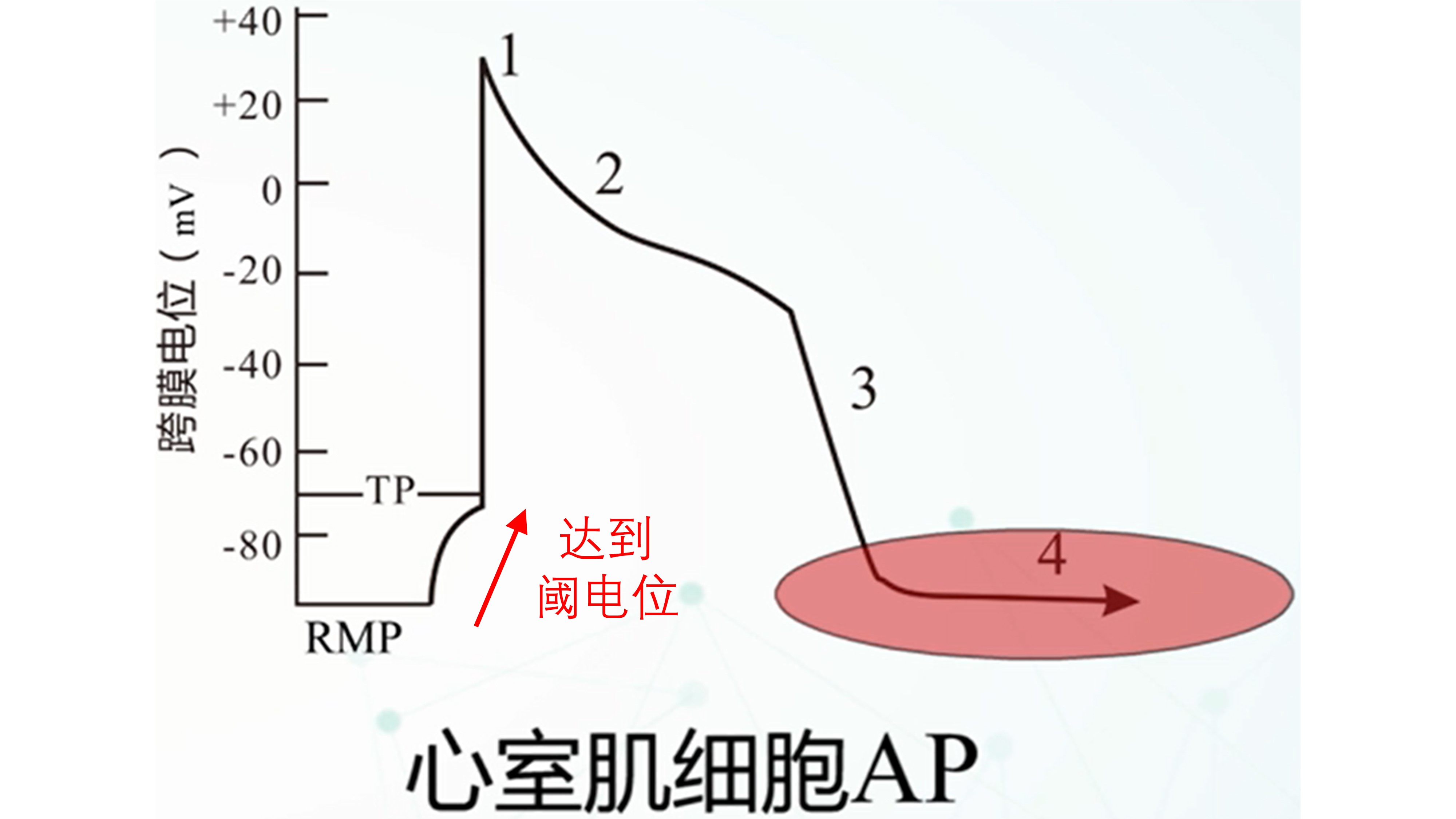 我们是怎么动起来的,心动的人的心脏是怎么跳动的
