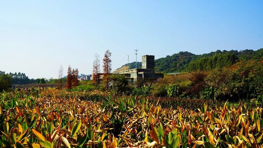 广州免费公园景点大全,广州免费公园排名