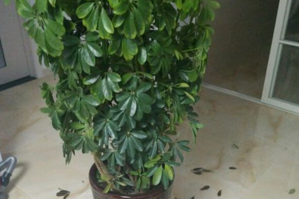 鸭掌木叶子发黄掉叶怎么回事,鹅掌木叶变黄掉叶怎么补救