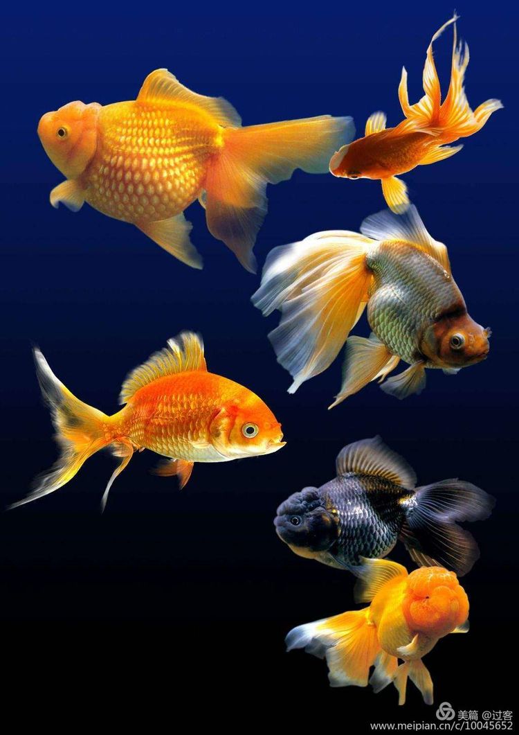 女皇欲长留秋延龙池沟