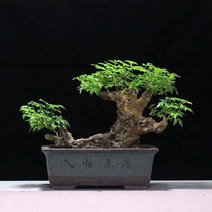 变废为宝酒瓶盆景,变废为宝塑料瓶盆景