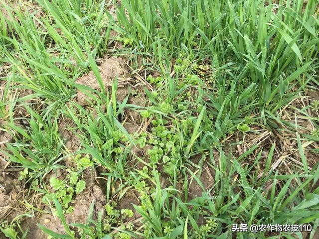 低温来临小麦如何管理,积雪对小麦有利影响