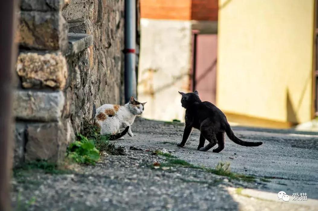 家猫被遗弃了会想家吗,家猫被丢弃会怎么样