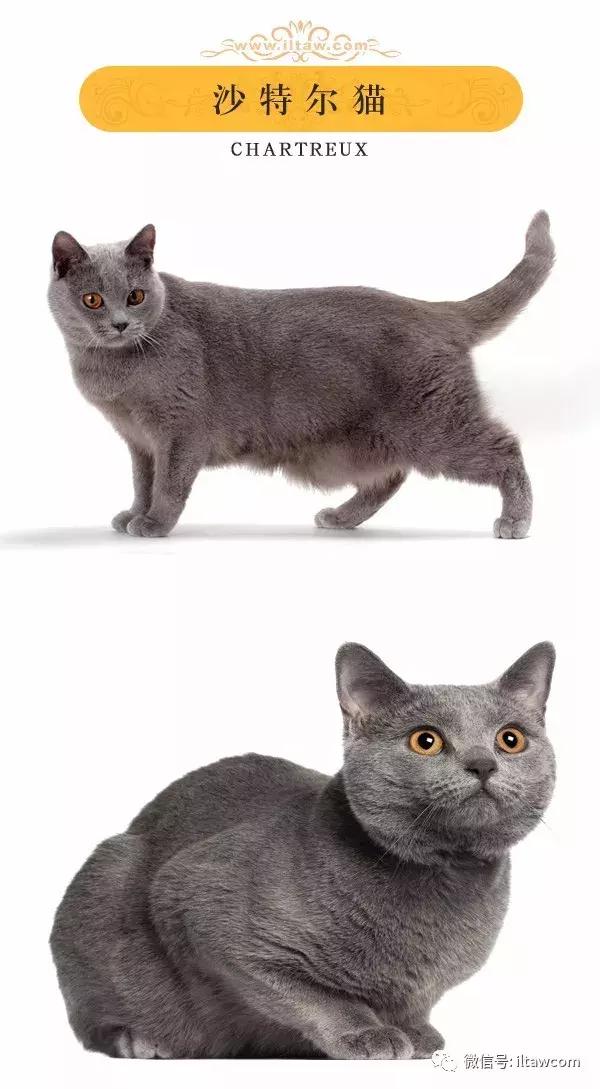 搜猫咪各种图片,世界猫咪图录