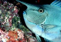 十大最好看的观赏鱼图片大全,十种最漂亮的观赏鱼图片