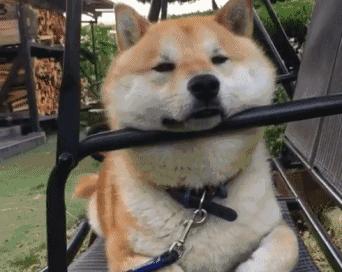 狗狗智商有多可怕,狗狗的智商有多高已经成精了