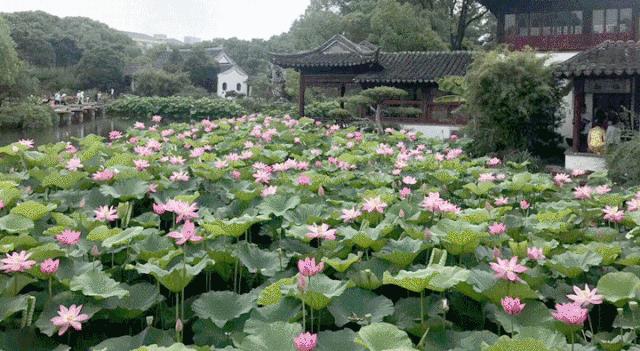 从张家港到上海坐车怎么去划算点,从张家港去苏州怎么坐车