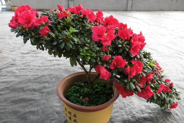 养杜鹃花自己怎么样育苗,养杜鹃花小窍门视频讲解