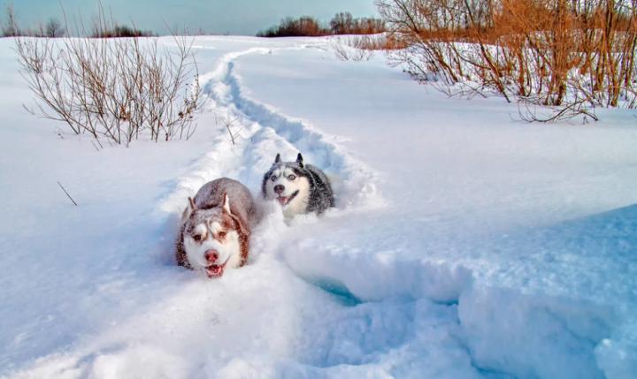犬吃什么药发情快,让公犬发情用什么药好
