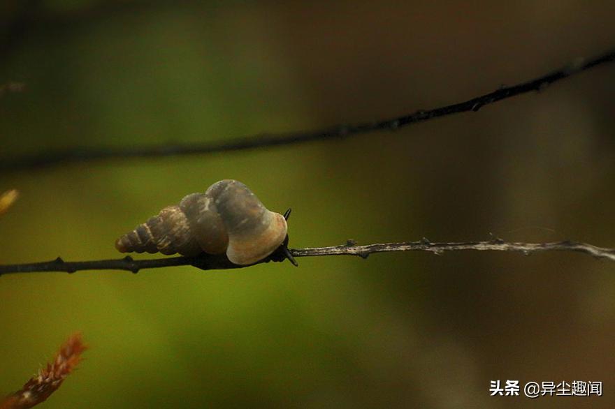 最漂亮的蜗牛图片,100幅蜗牛图片
