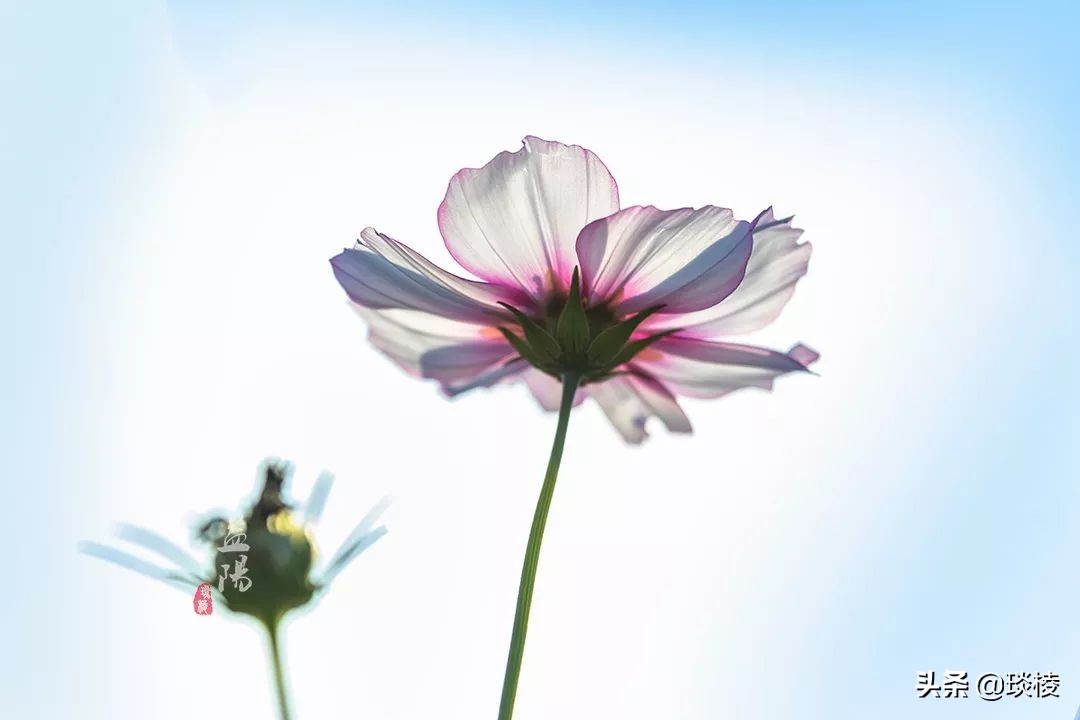 春风十里不如你,这些花海在国庆期间盛放,不要错过了