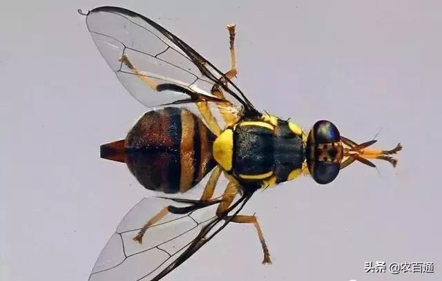 芒果果实蝇防治,芒果果实蝇虫害最佳防治方法