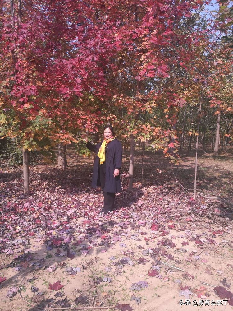 金秋旅游视频模板,国庆郯国古城游玩攻略