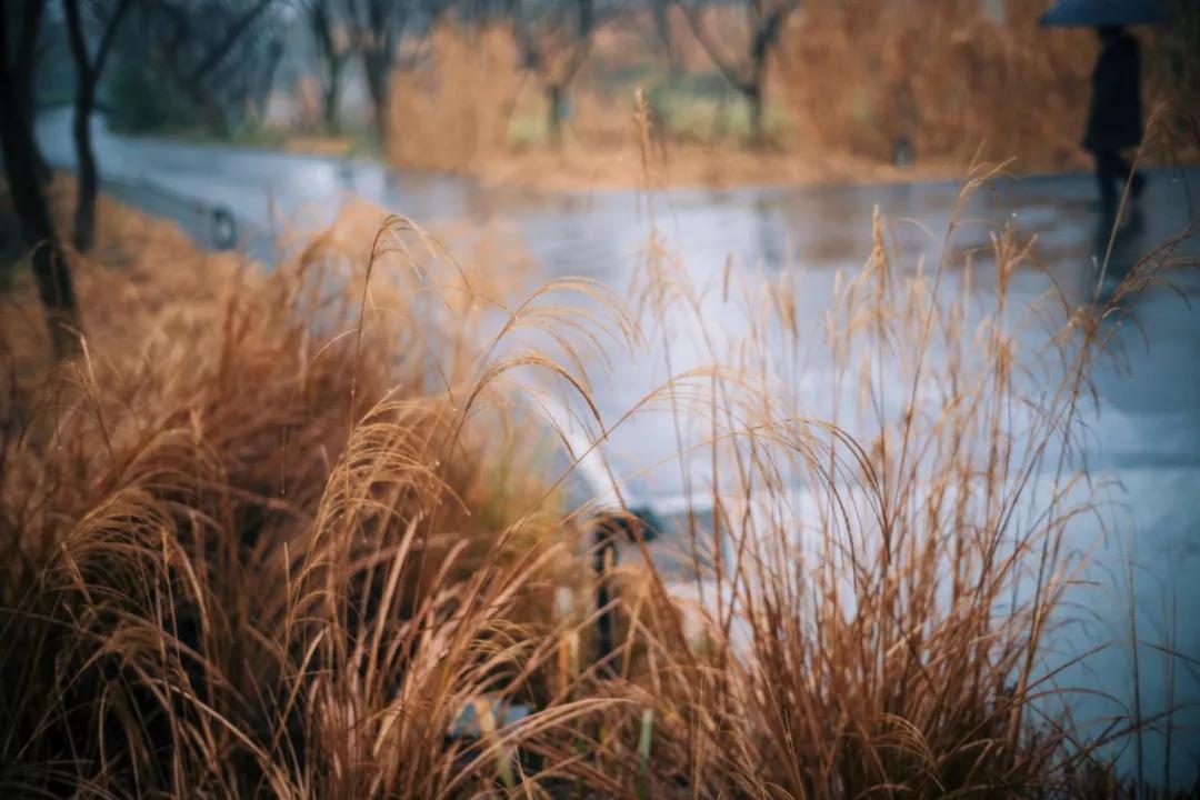 西溪湿地国家公园最近有什么节目,杭州西溪湿地附近大火