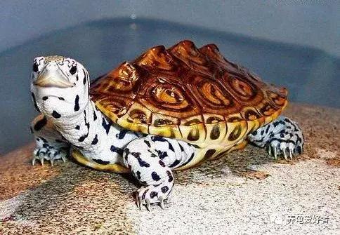 乌龟龟甲破了还会长回来吗,龟背甲受伤需要干养吗