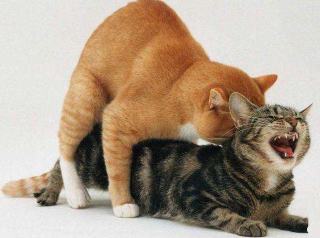 为什么要打完疫苗才能给宠物绝育,为什么这么多人都想给宠物做绝育