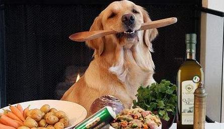 大金毛在5月份掉毛正常吗,金毛和拉布拉多掉毛哪个严重