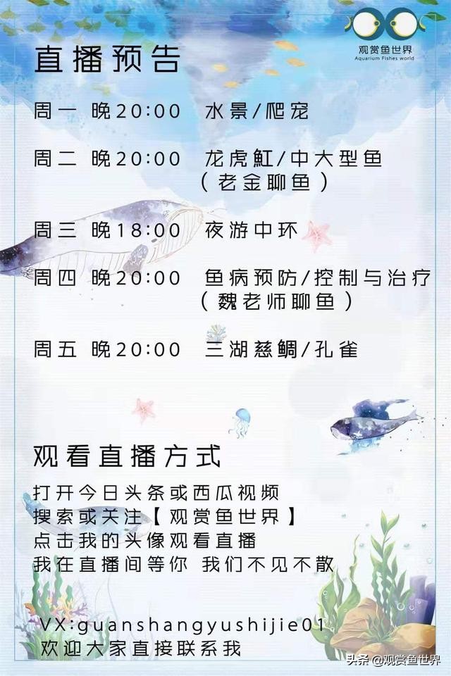 埃及观赏鱼的饲养要点,埃及神仙鱼的饲养技巧和方法