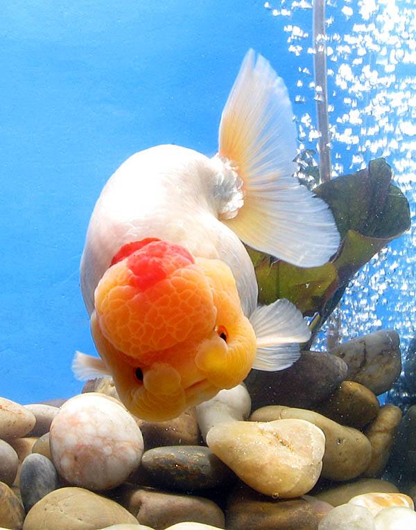 各种金鱼的特点都是什么,品种繁多的金鱼是由什么决定的