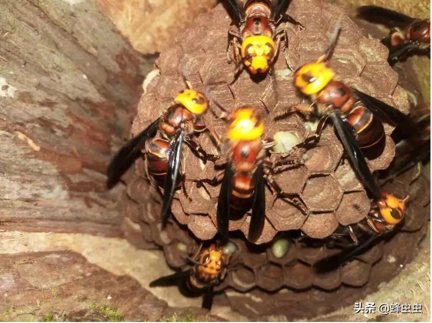 蜜蜂养殖户面对马蜂的攻击，想了几种防治马蜂的办法，哪种最有效