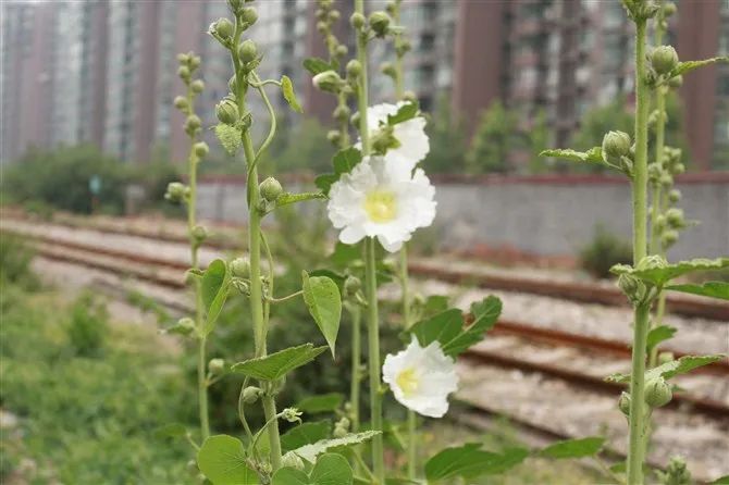 京东跟东哥,京东东哥回来了吗