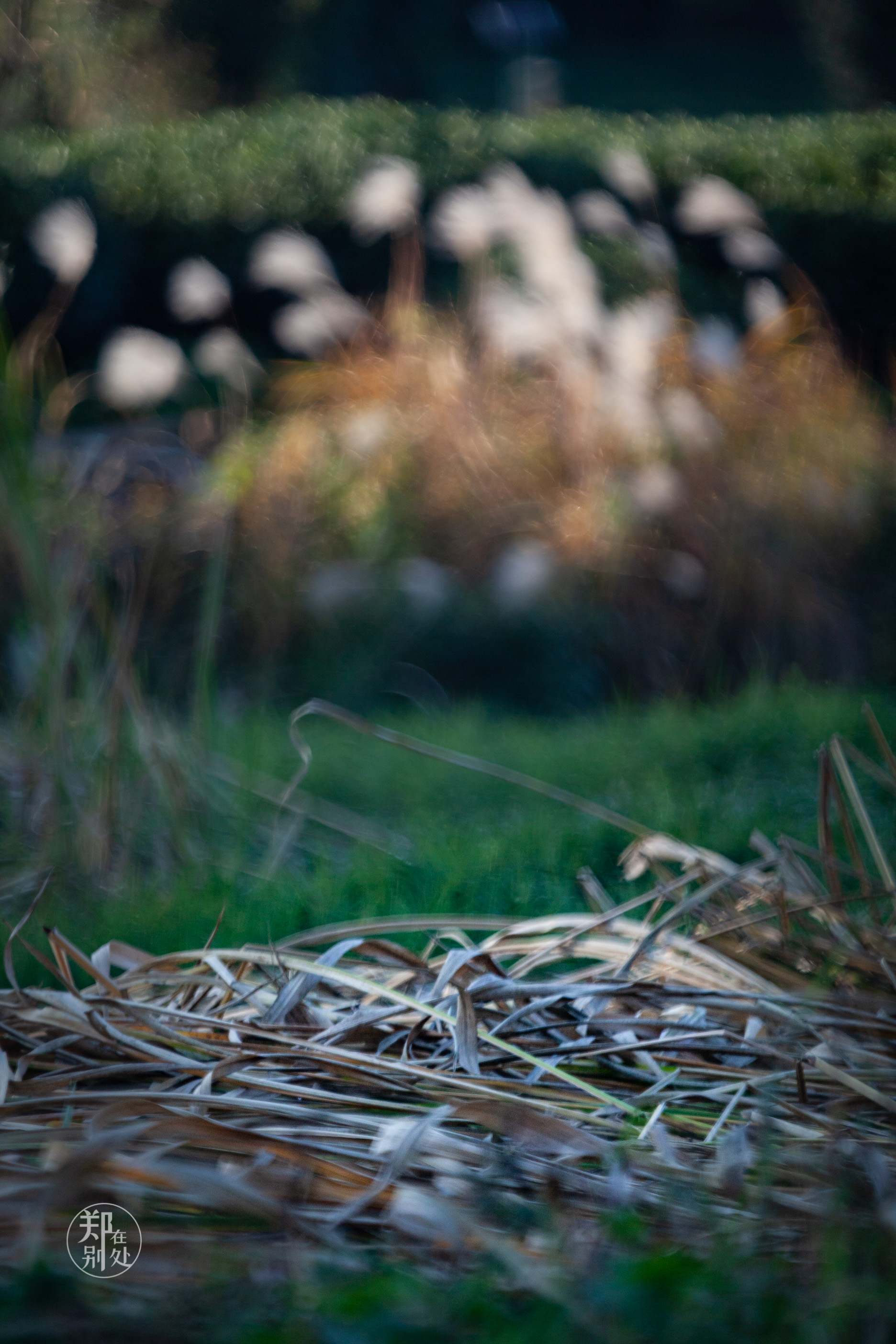 坐公交游杭州几路最好,杭州87路公交沿路风景
