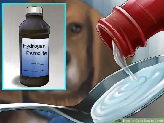 狗狗误食怎么催吐要灌多少水,狗狗吞食异物要禁食多久