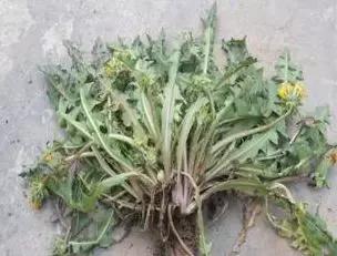 武穴又到挖野菜的时候了，江边好多人都在挖野菜，你吃了吗？