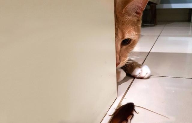 家里有蟑螂猫吃蟑螂吗,家里有蟑螂不能用蟑螂药吗